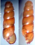 Platyla&nbsp;gracilis